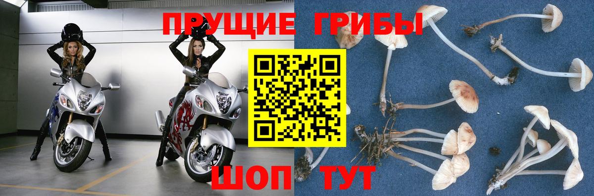 Галлюциногенные грибы Psilocybe Зерноград